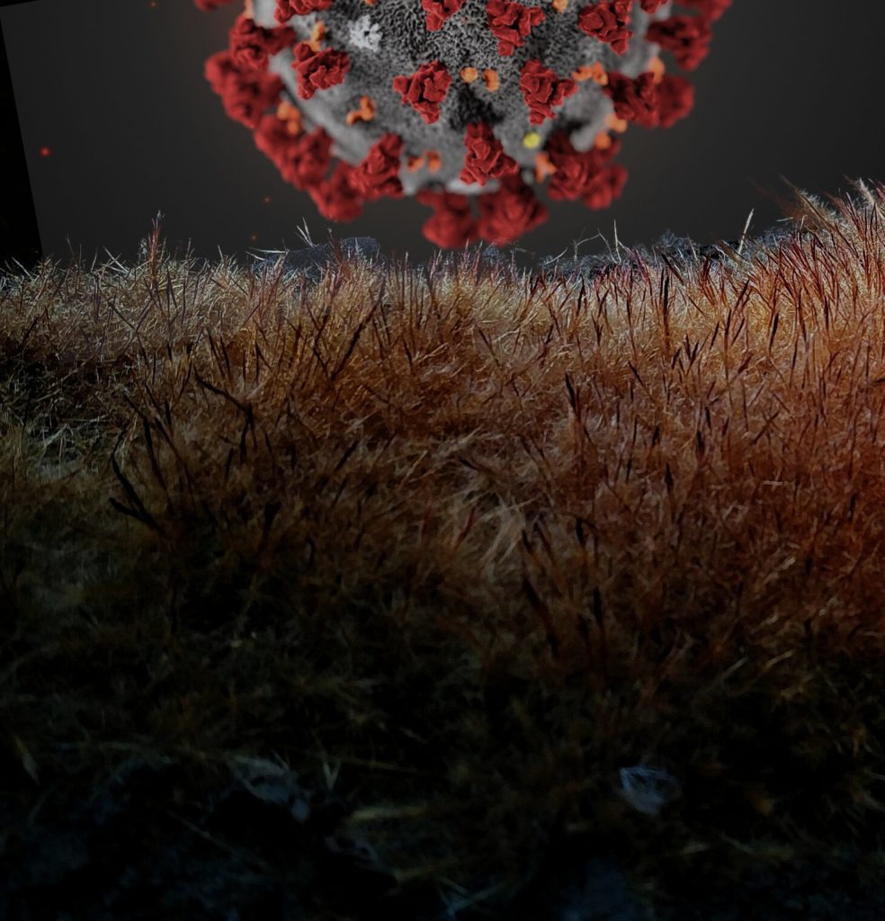 IFTIKHAR JAFFAR Fossilised viruses India