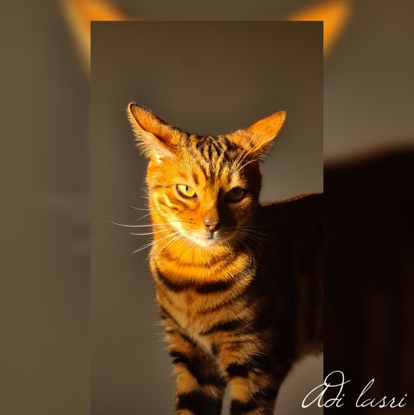 cheeta
