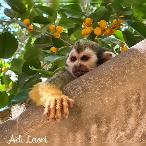monkey 2
