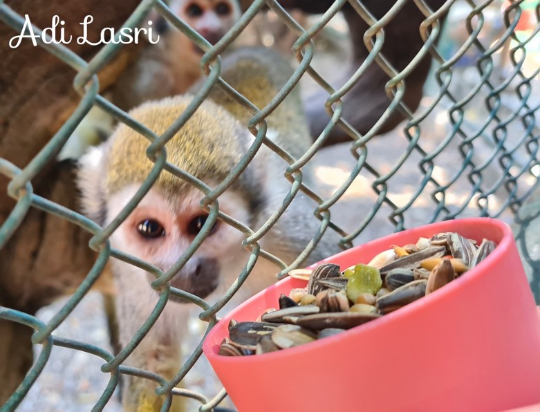 monkey 3