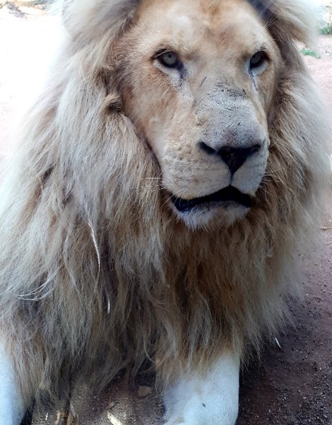 lion 2