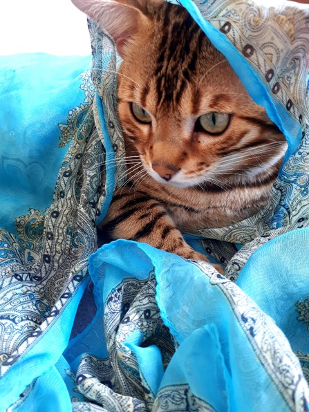 bengal cat