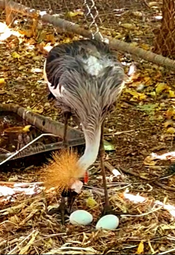 bird and eggs