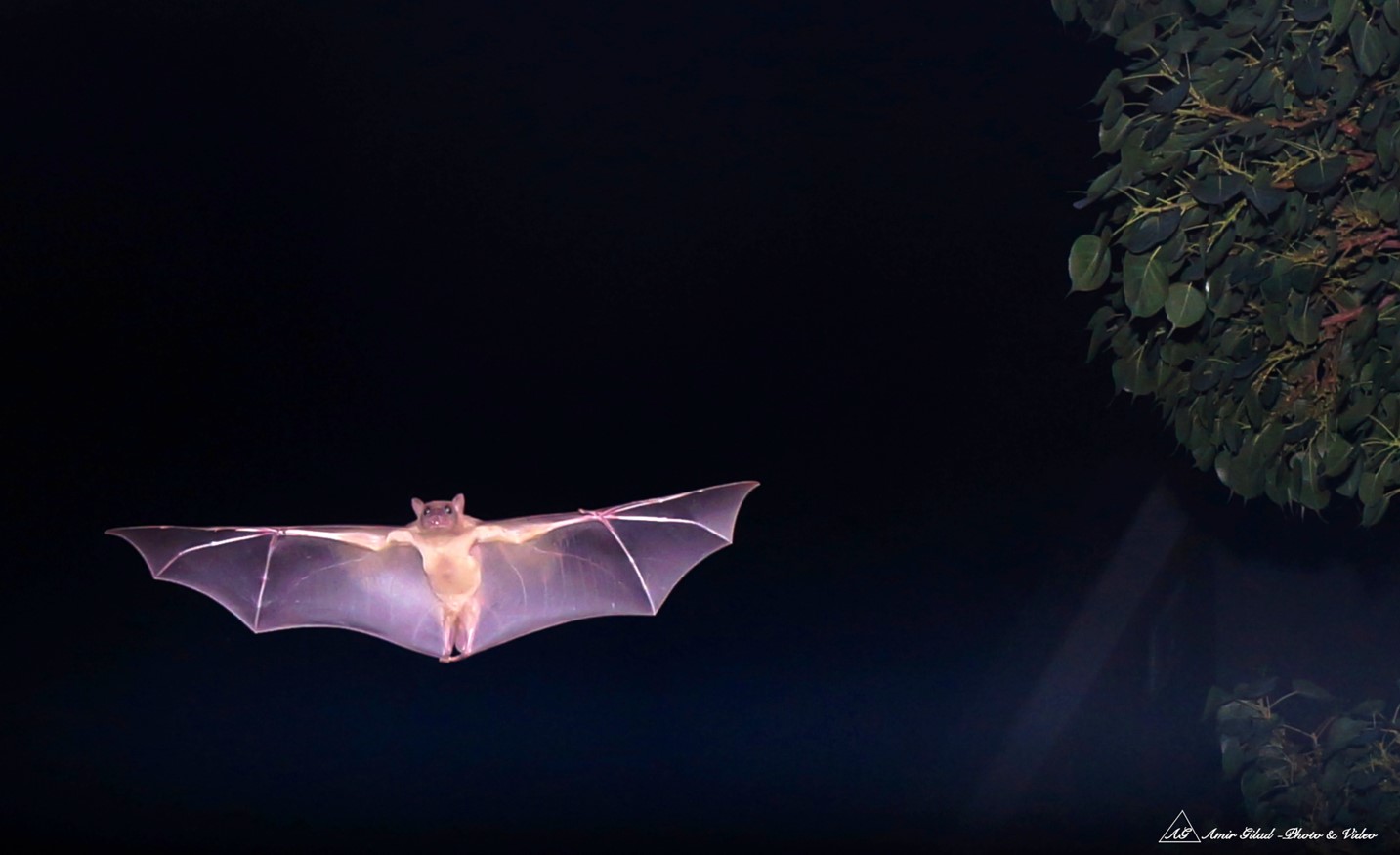 A Bat at Night