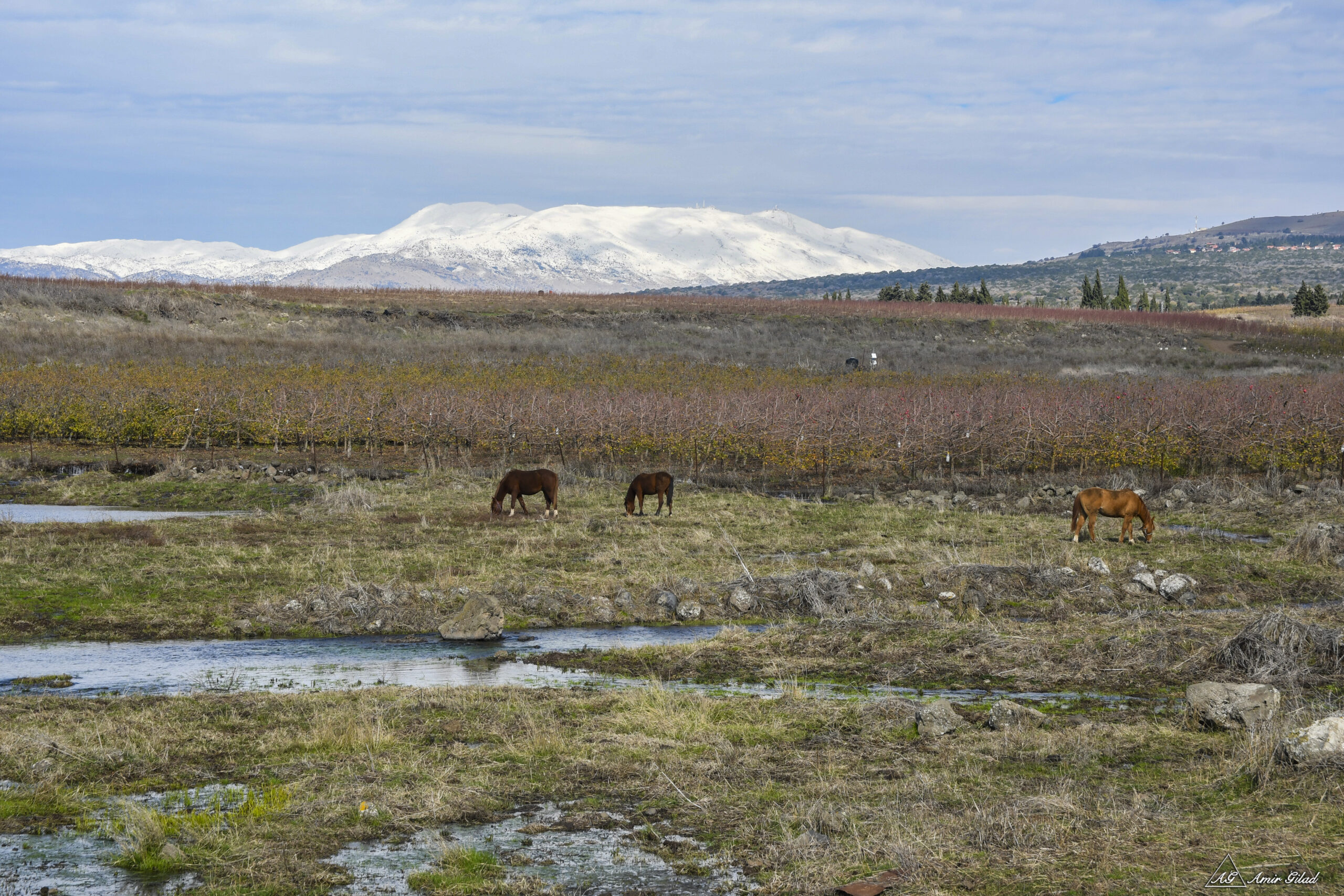 Horses in the Field