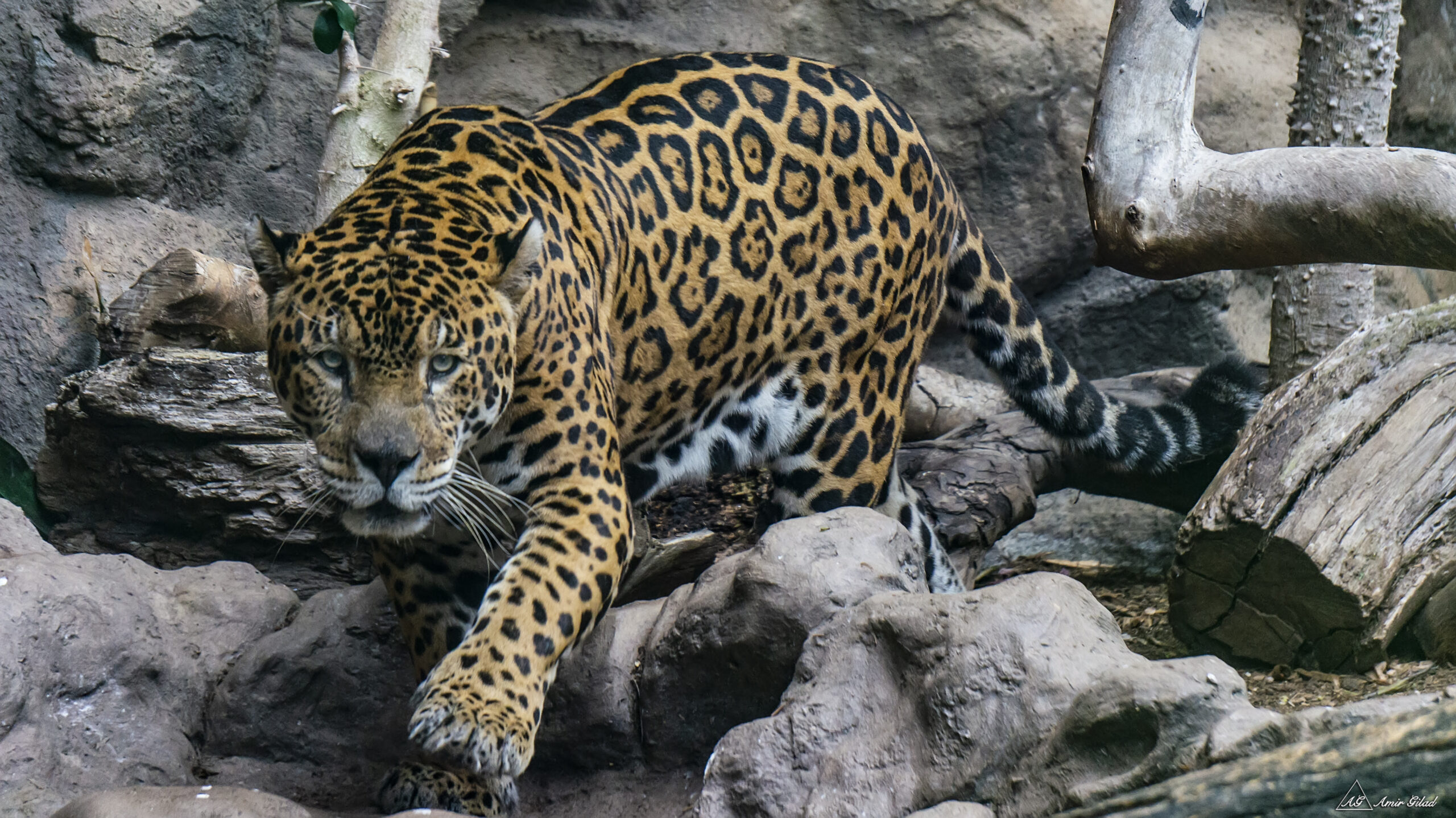 Jaguar