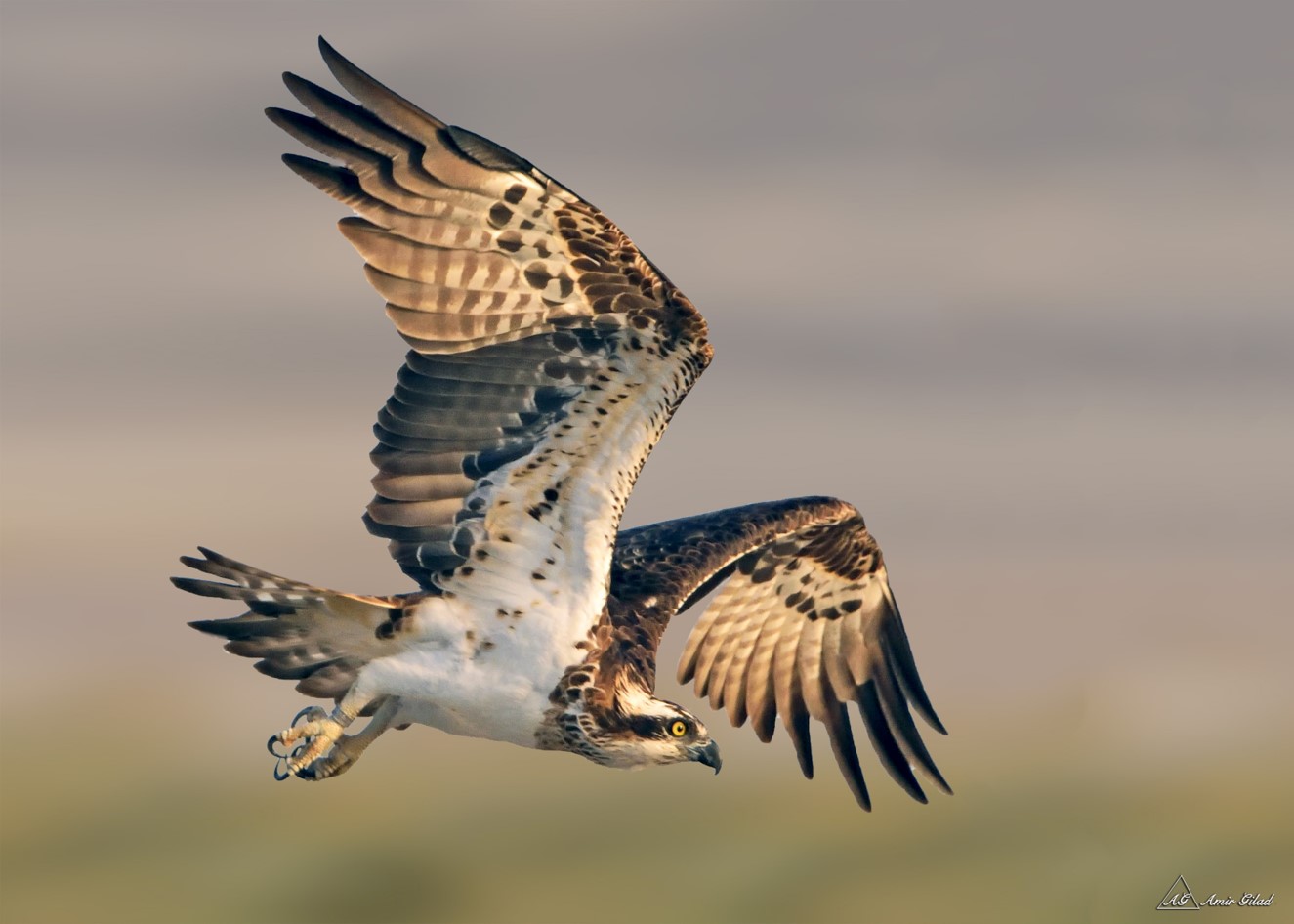 Osprey